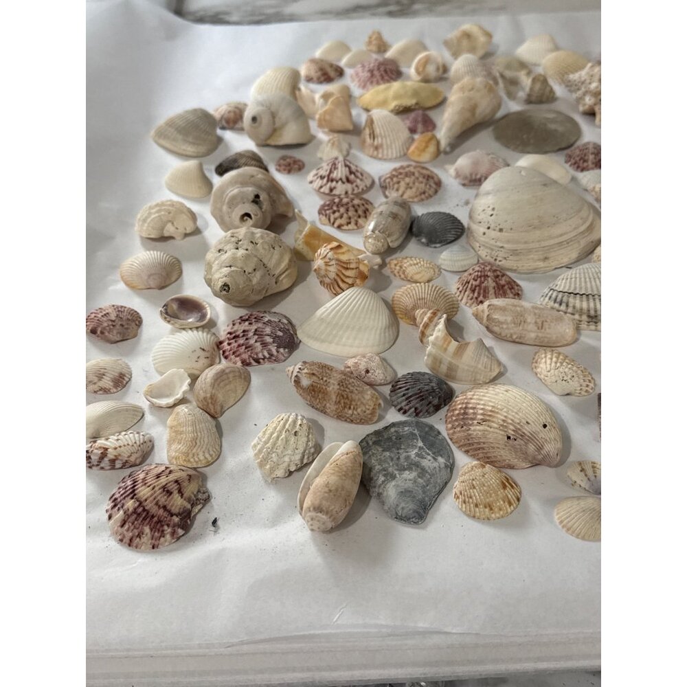 Assorted Natural Sea Shell Collection For - Over 100 Pieces Over 2.5 Lbs - Picture 2 of 5